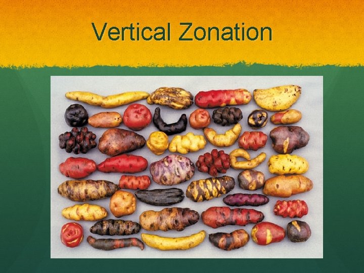 Vertical Zonation 