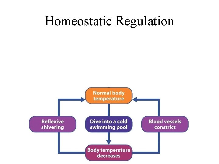 Homeostatic Regulation 