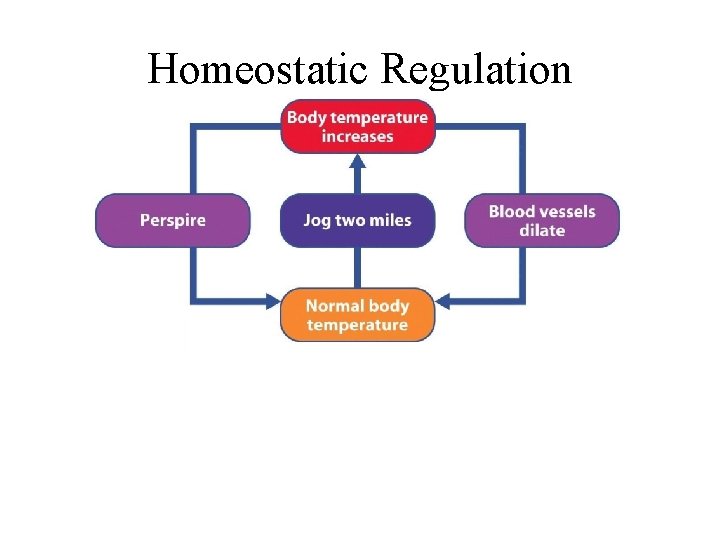 Homeostatic Regulation 