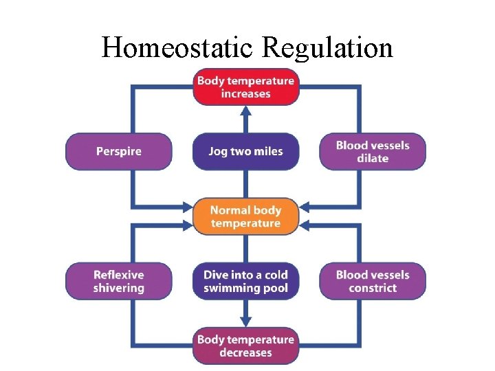 Homeostatic Regulation 