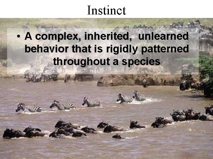 Instinct • A complex, inherited, unlearned behavior that is rigidly patterned throughout a species