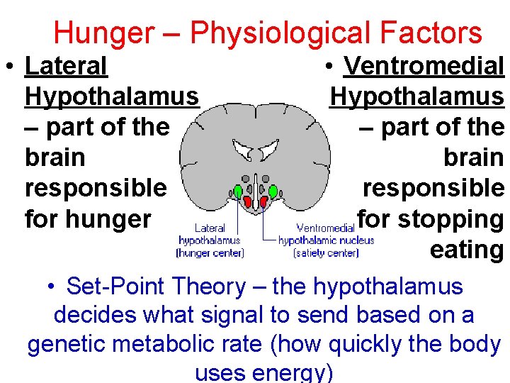 Hunger – Physiological Factors • Lateral Hypothalamus – part of the brain responsible for