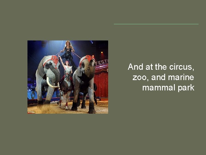 And at the circus, zoo, and marine mammal park 