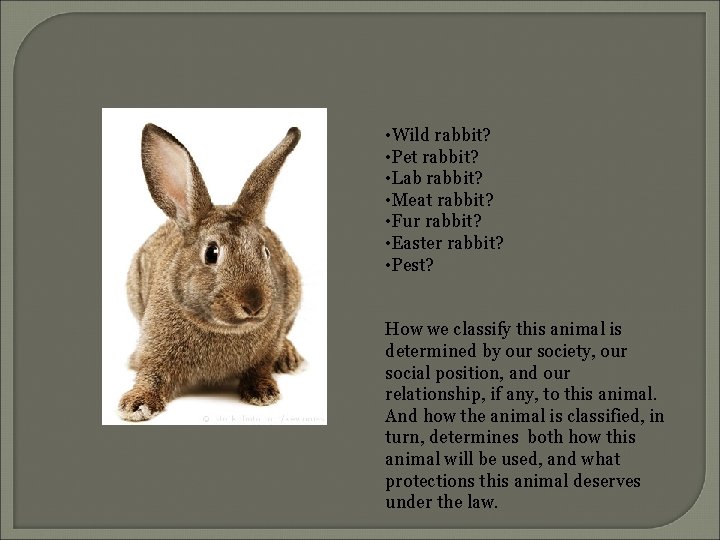  • Wild rabbit? • Pet rabbit? • Lab rabbit? • Meat rabbit? •