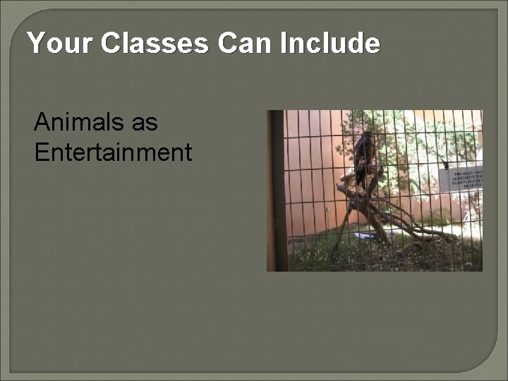 Your Classes Can Include Animals as Entertainment 