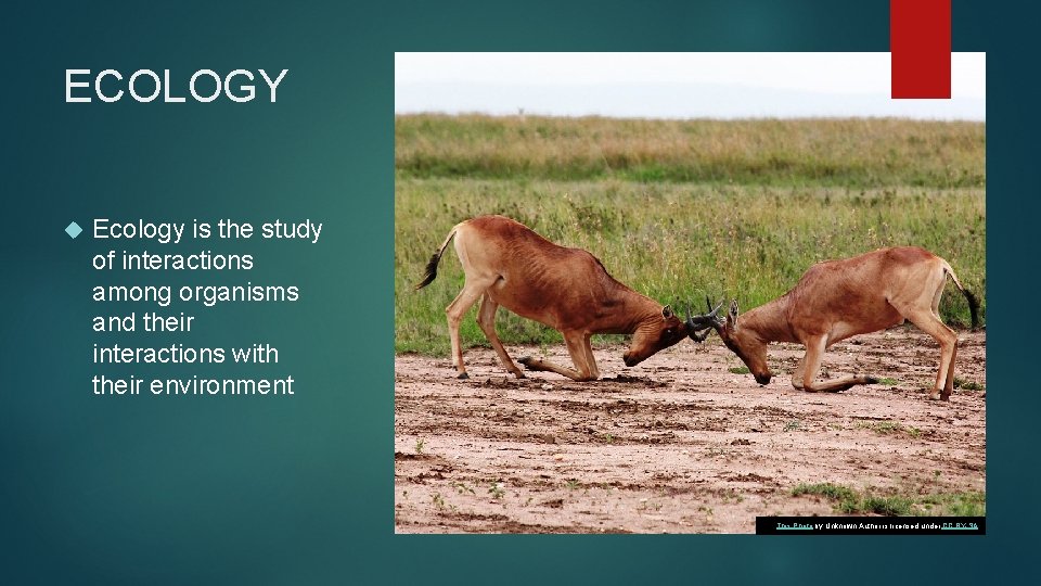 ECOLOGY Ecology is the study of interactions among organisms and their interactions with their