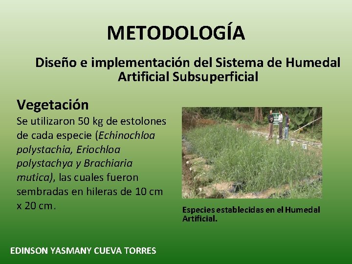 METODOLOGÍA Diseño e implementación del Sistema de Humedal Artificial Subsuperficial Vegetación Se utilizaron 50