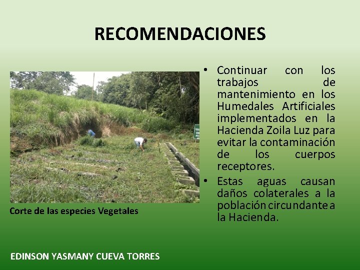 RECOMENDACIONES Corte de las especies Vegetales EDINSON YASMANY CUEVA TORRES • Continuar con los