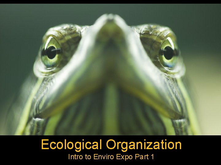 Ecological Organization Intro to Enviro Expo Part 1 