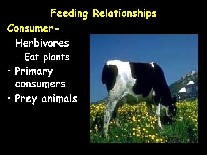 Feeding Relationships Consumer. Herbivores – Eat plants • Primary consumers • Prey animals 