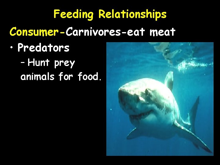 Feeding Relationships Consumer-Carnivores-eat meat • Predators – Hunt prey animals for food. 