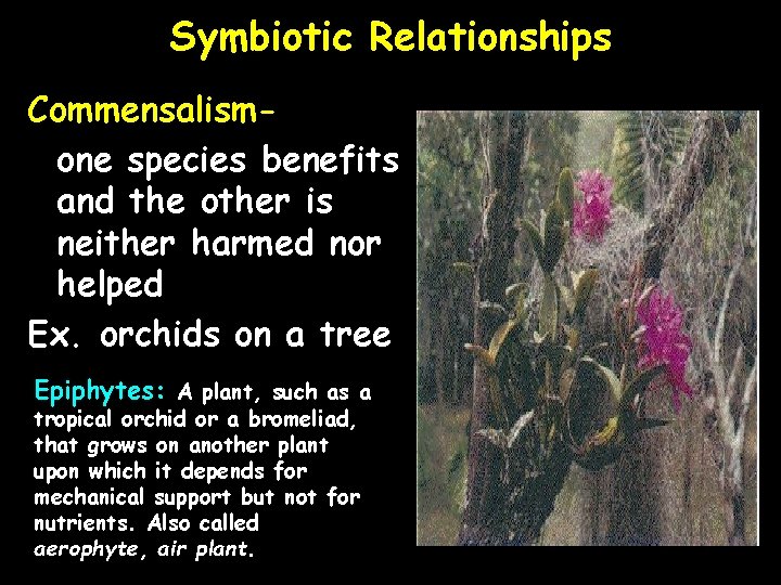 Symbiotic Relationships Commensalismone species benefits and the other is neither harmed nor helped Ex.