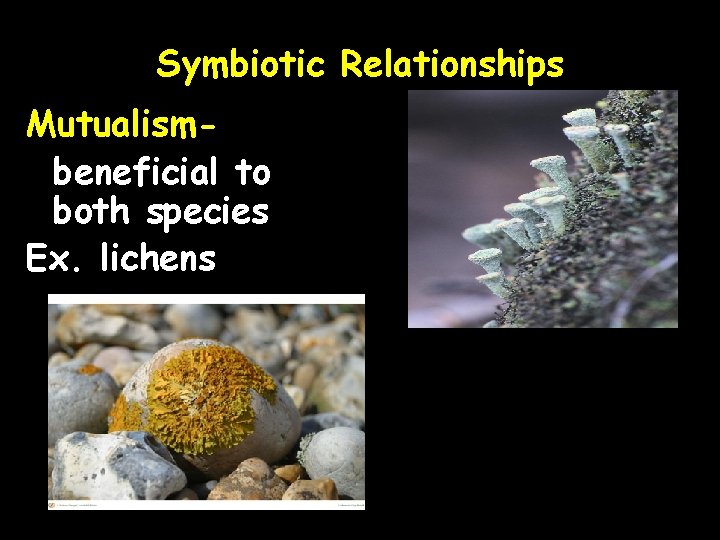 Symbiotic Relationships Mutualismbeneficial to both species Ex. lichens 