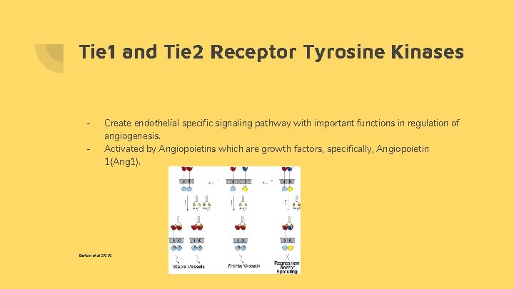 Tie 1 and Tie 2 Receptor Tyrosine Kinases - Create endothelial specific signaling pathway