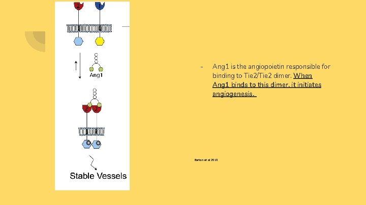 - Ang 1 is the angiopoietin responsible for binding to Tie 2/Tie 2 dimer.