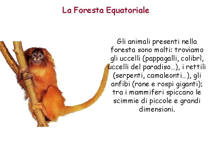 La Foresta Equatoriale Gli animali presenti nella foresta sono molti: troviamo gli uccelli (pappagalli,