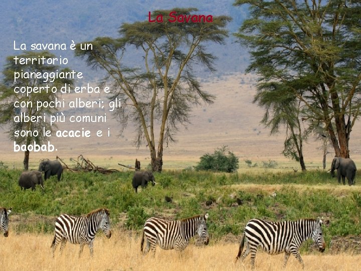 La Savana La savana è un territorio pianeggiante coperto di erba e con pochi