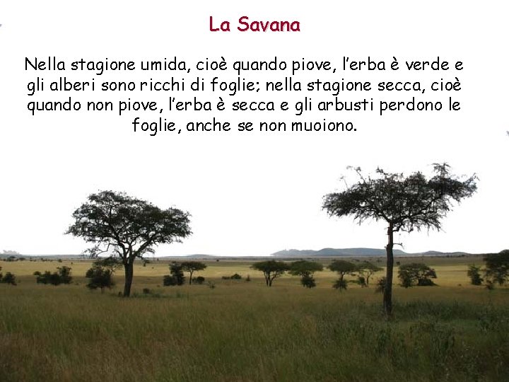 La Savana Nella stagione umida, cioè quando piove, l’erba è verde e gli alberi