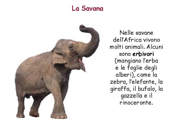 La Savana Nelle savane dell’Africa vivono molti animali. Alcuni sono erbivori (mangiano l’erba e