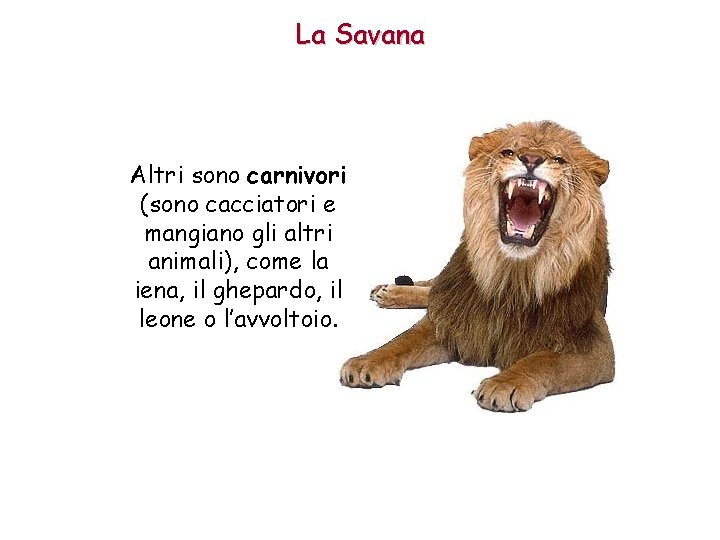 La Savana Altri sono carnivori (sono cacciatori e mangiano gli altri animali), come la