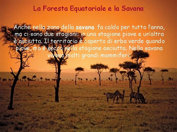 La Foresta Equatoriale e la Savana Anche nella zona della savana fa caldo per