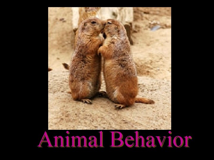 Animal Behavior 