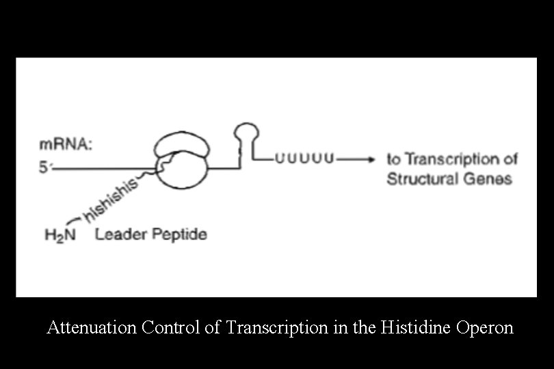 Attenuation Control of Transcription in the Histidine Operon 