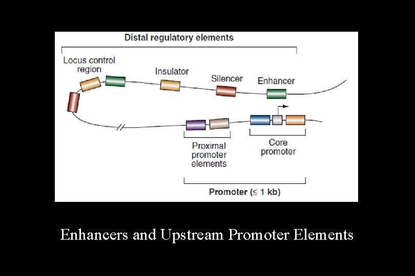 Enhancers and Upstream Promoter Elements 