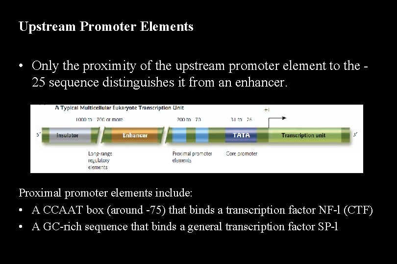 Upstream Promoter Elements • Only the proximity of the upstream promoter element to the
