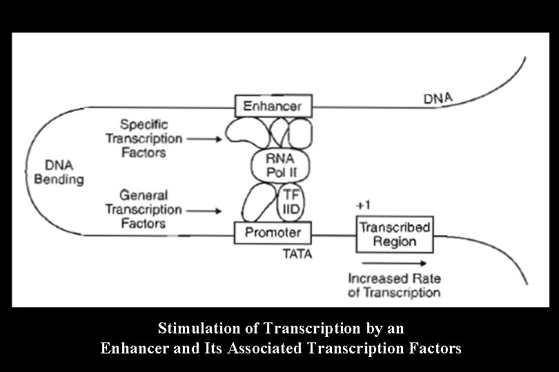 Stimulation of Transcription by an Enhancer and Its Associated Transcription Factors 