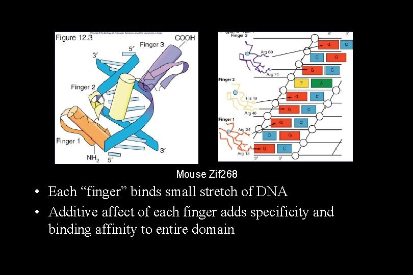 Mouse Zif 268 • Each “finger” binds small stretch of DNA • Additive affect