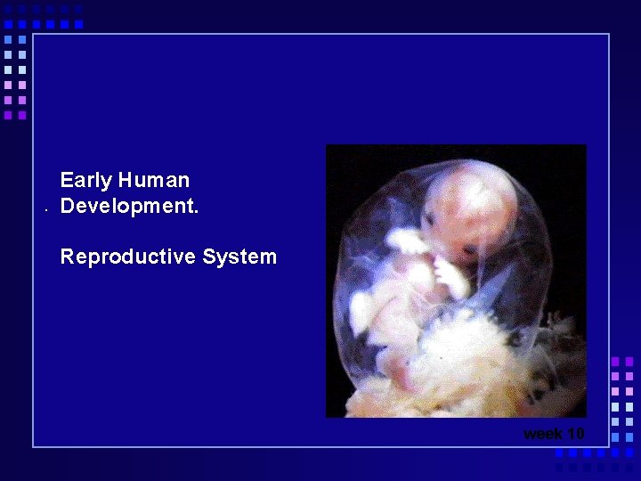Early Human. Development. Reproductive System week 10 