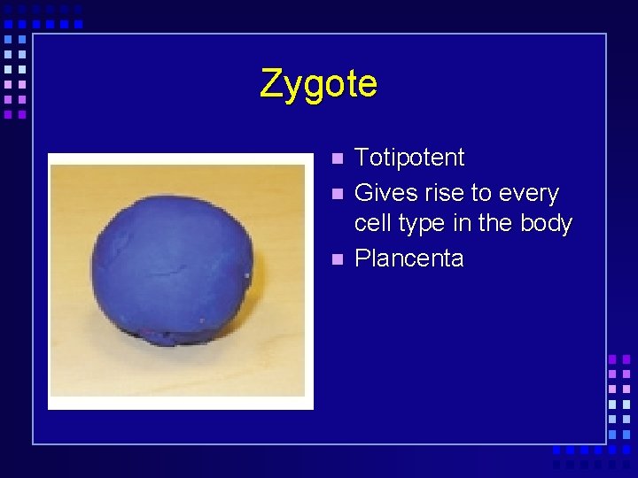 Zygote Totipotent Gives rise to every cell type in the body Plancenta 