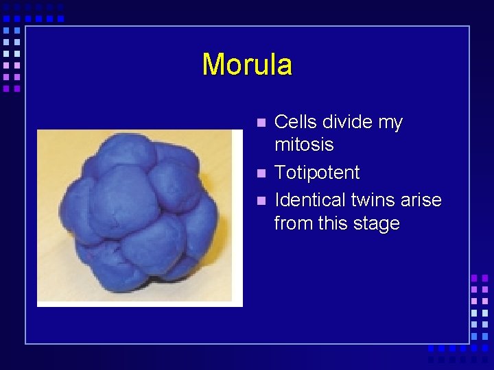 Morula Cells divide my mitosis Totipotent Identical twins arise from this stage 