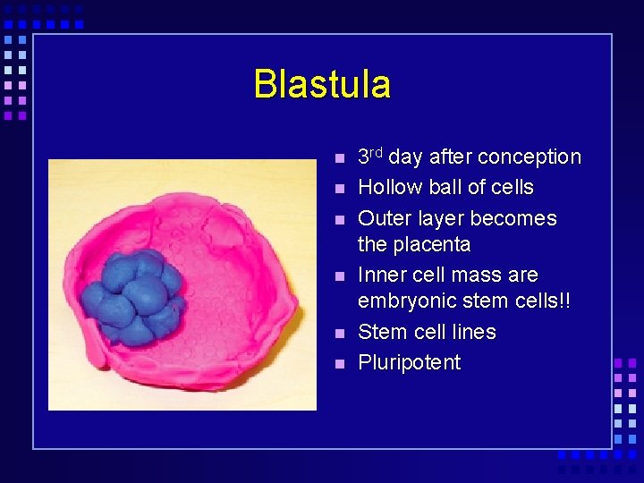 Blastula 3 rd day after conception Hollow ball of cells Outer layer becomes the