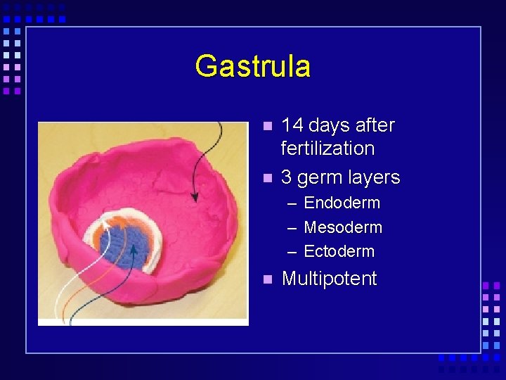 Gastrula 14 days after fertilization 3 germ layers – Endoderm – Mesoderm – Ectoderm