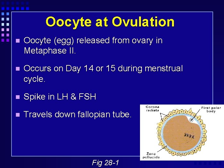 Oocyte at Ovulation Oocyte (egg) released from ovary in Metaphase II. Occurs on Day