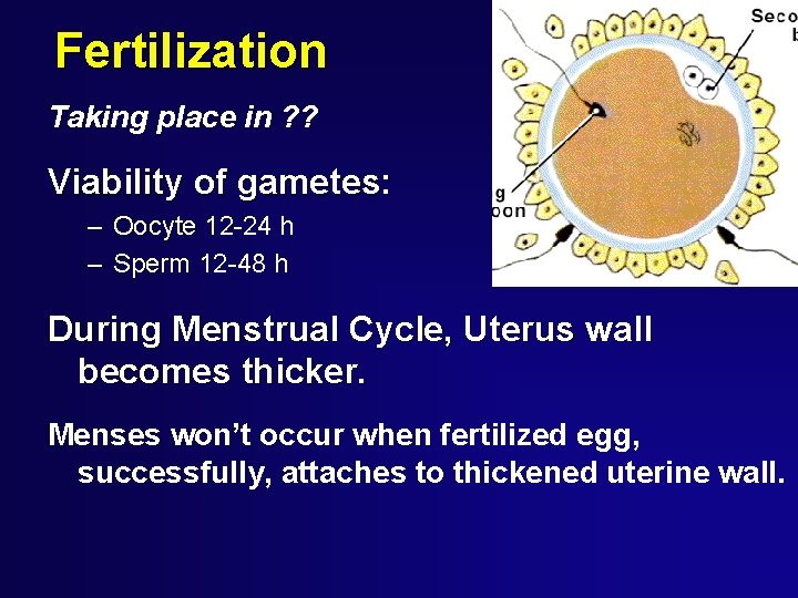 Fertilization Taking place in ? ? Viability of gametes: – Oocyte 12 -24 h