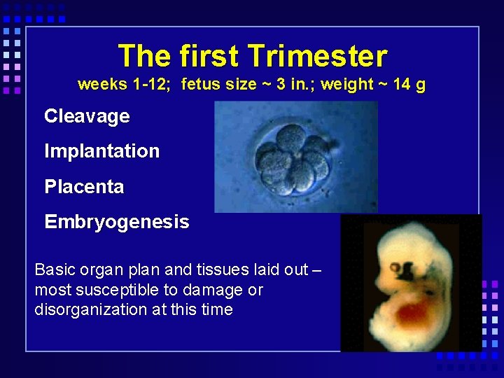 The first Trimester weeks 1 -12; fetus size ~ 3 in. ; weight ~