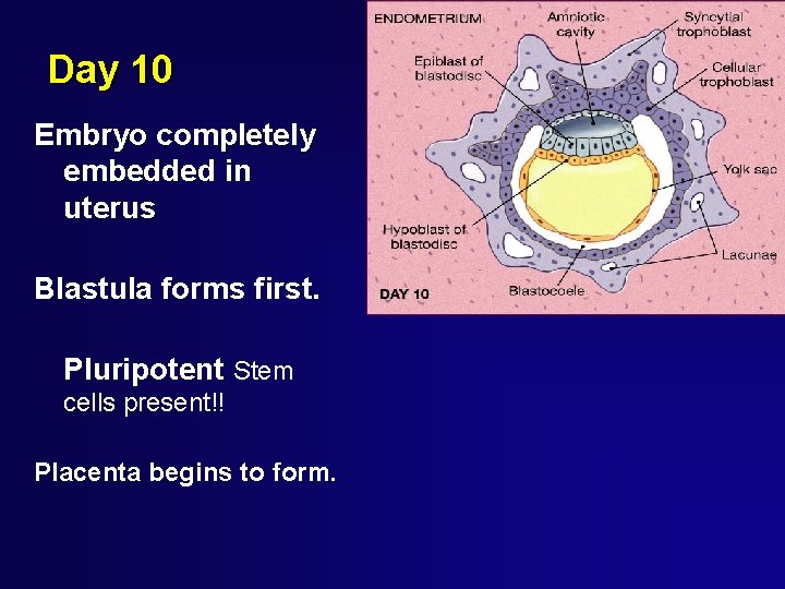 Day 10 Embryo completely embedded in uterus Blastula forms first. Pluripotent Stem cells present!!