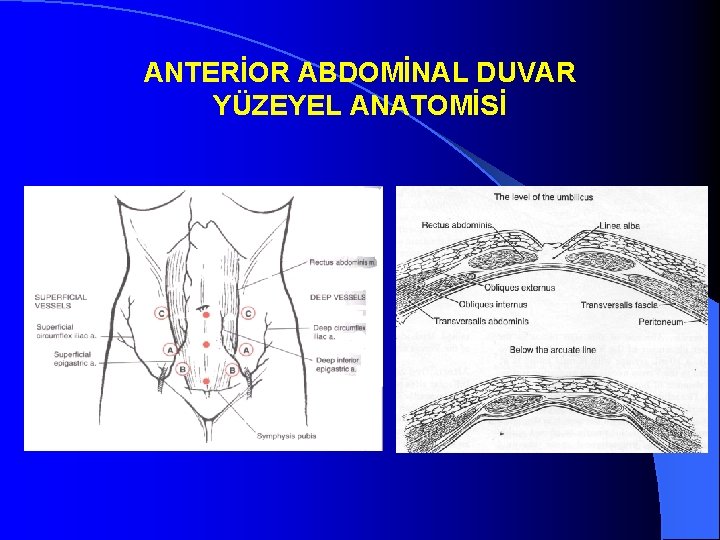 ANTERİOR ABDOMİNAL DUVAR YÜZEYEL ANATOMİSİ 