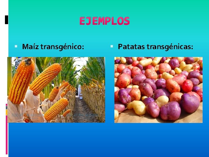 EJEMPLOS Maíz transgénico: Patatas transgénicas: 