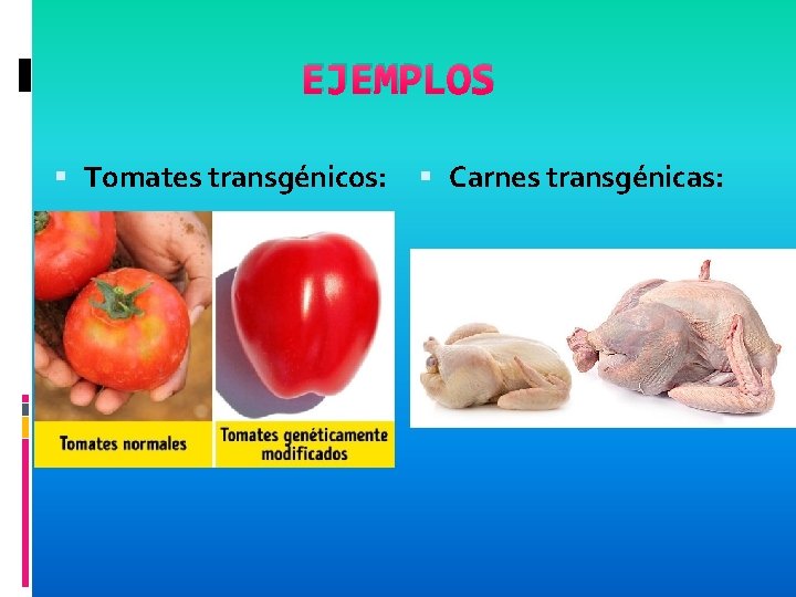 EJEMPLOS Tomates transgénicos: Carnes transgénicas: 