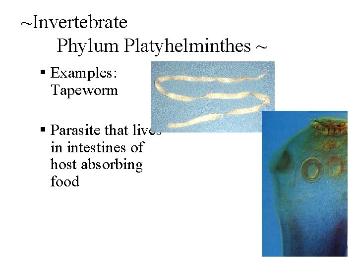 ~Invertebrate Phylum Platyhelminthes ~ § Examples: Tapeworm § Parasite that lives in intestines of