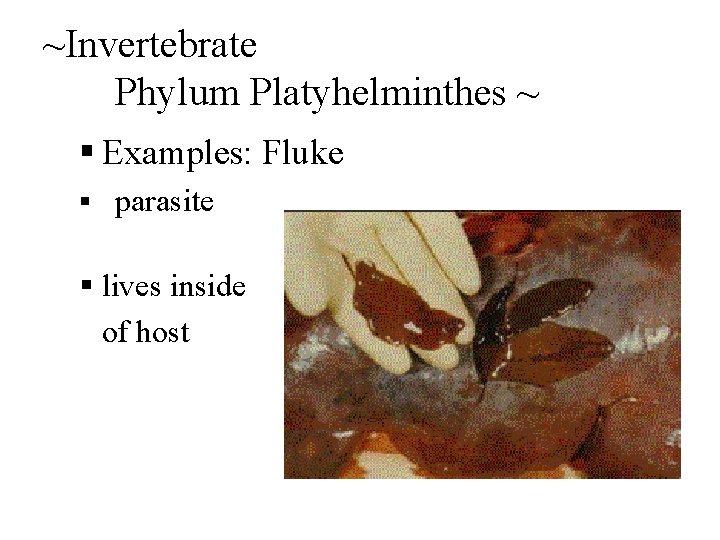 ~Invertebrate Phylum Platyhelminthes ~ § Examples: Fluke § parasite § lives inside of host
