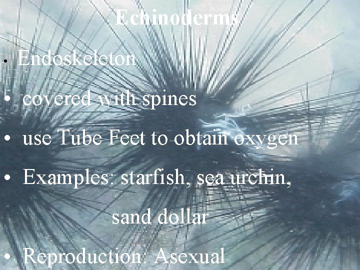 Echinoderms • Endoskeleton • covered with spines • use Tube Feet to obtain oxygen