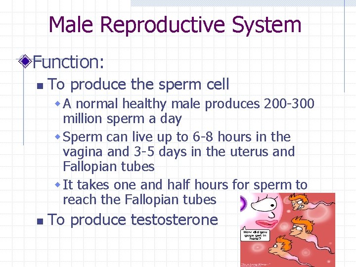 Male Reproductive System Function: n To produce the sperm cell w A normal healthy