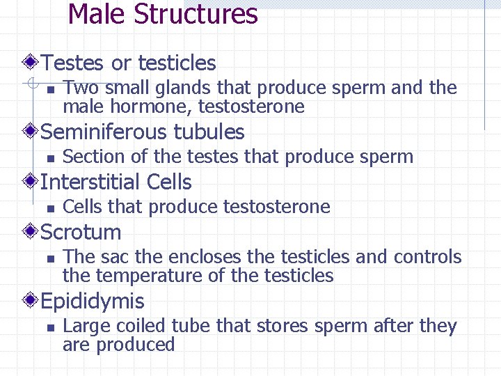 Male Structures Testes or testicles n Two small glands that produce sperm and the