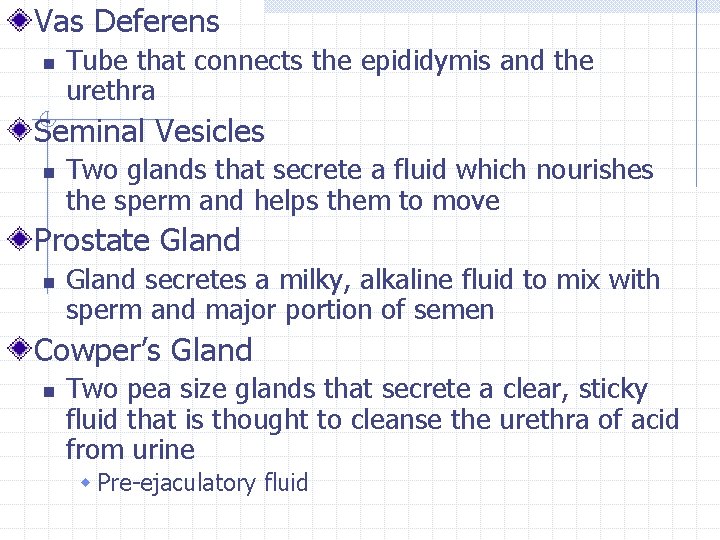 Vas Deferens n Tube that connects the epididymis and the urethra Seminal Vesicles n