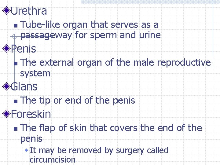 Urethra n Tube-like organ that serves as a passageway for sperm and urine Penis